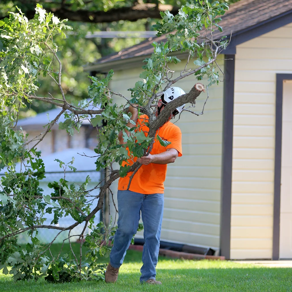 Professional Tree & Limb Trimming Services