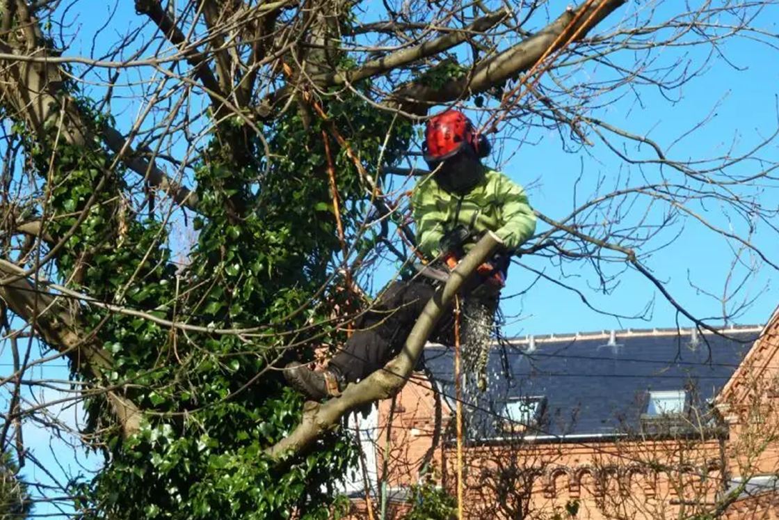 Tree Pruning Service Birmingham Alabam