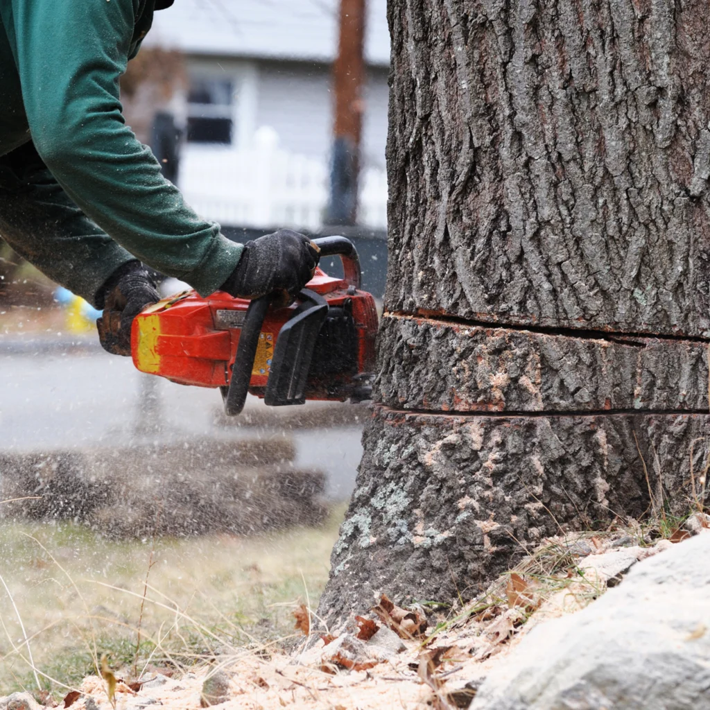 Tree Removal Birmingham Alabama