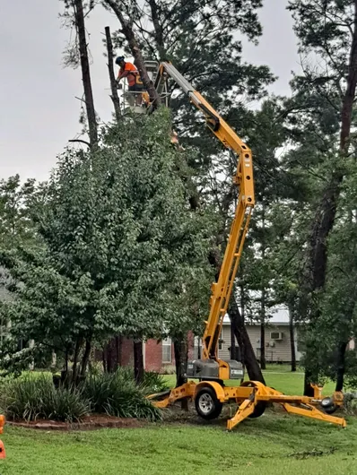 Tree service Jefferson County Alabama